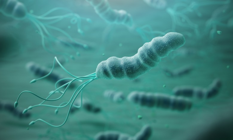 Helicobacter pylori in microscope.Bactreiias. 3d illustration